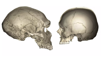 Why modern humans have smaller faces than Neanderthals and chimpanzees