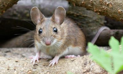 Country diary: Driving a wood mouse to a new home