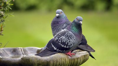 How to get rid of pigeons – pest control experts reveal 3 humane ways to keep these unwanted backyard visitors away