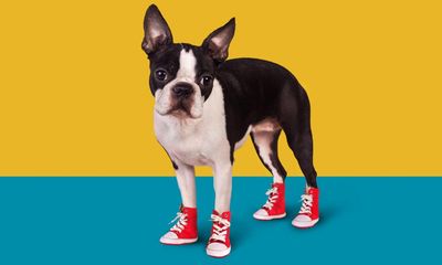 Should dogs wear trainers? Why put your cat in a backpack? The ethics of pet accessories