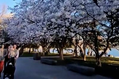 Breathtaking video shows cherry blossoms brightening up Washington DC as they reach peak bloom