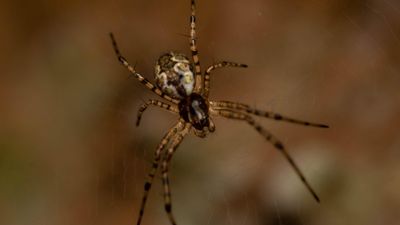 Asian hermit spider: The arachnid that gets stronger after ejecting its own penis