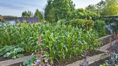 I grew edibles as a professional gardener for years, and can guarantee these are the 7 best vegetables to plant in April, plus I share my expert sowing tips