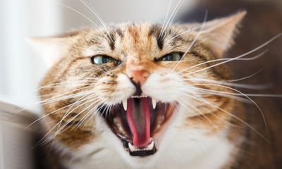 ‘She treats everyone with a deep growl’: can you train an angry cat to be more sociable?