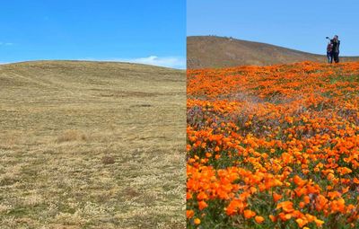 Bloom or bust? Superbloom spectacle eludes California after dry winter
