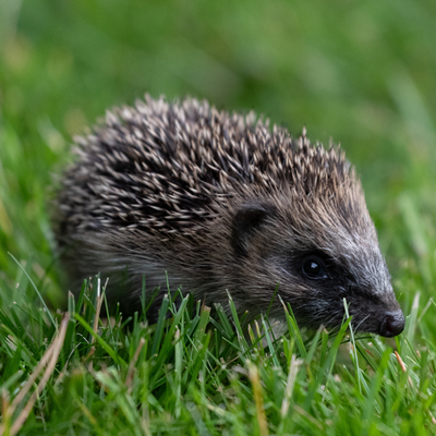 Wildlife experts are urging you to cut holes in your garden fence this spring for this important reason