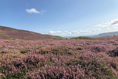 Heather burning ban on peatland to be expanded under Government plans