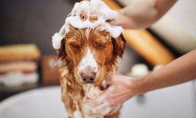 Tell us: have you had to pay a surcharge to keep your pet in UK rented accommodation?