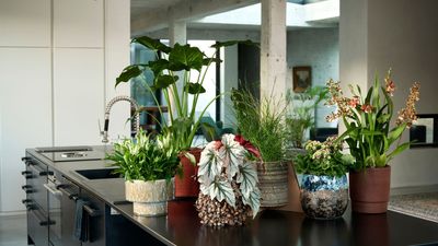 These 11 Plant-Obsessed Instagram Accounts Are My Go-to for Care and Styling Inspo (and They Should Be Yours too)