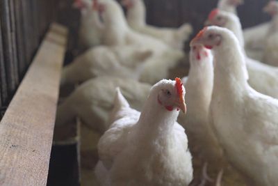 Chlorinated chicken: The controversial product in recent UK-US trade talks