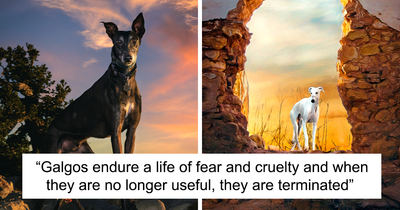 I Take Photos Of Galgos To Bring Attention To Their Terrible Living Conditions (34 Pics)
