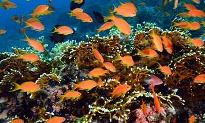‘The ultimate circular economy’: how coral holobionts conjure magnificence from nothing