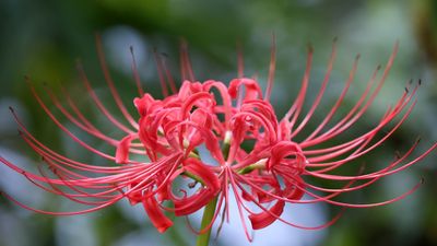 How to grow spider lily – expert advice on cultivating the breathtaking Lycoris bulb