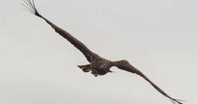 Scots urged to report sightings of Mull’s ‘miracle’ white-tailed eagle Kinky