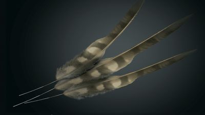 How to use Houdini 20’s new feather tool