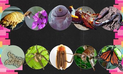 Invertebrate of the year 2025: vote for your favourite