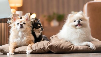 What dog breed lives the longest?