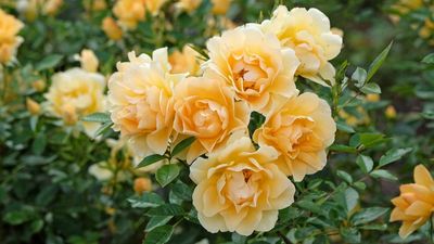 Does alfalfa tea really make roses bloom better? Gardening pros say yes – here's how to try it at home
