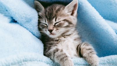 100+ male cat names