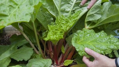I grew rhubarb from seed for years – here’s exactly how to do it for guaranteed germination and healthy crops of fruit