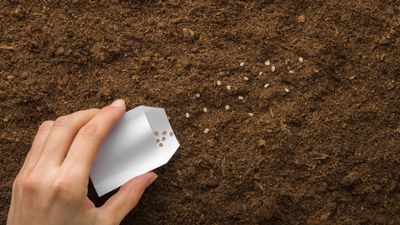 Direct sowing vs transplanting – our grow-your-own expert advises which is best, and shares 5 veggies you should always sow directly