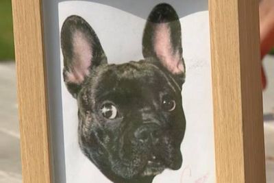 Pet funeral company accused of dumping dogs by the side of the road instead of cremating them