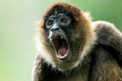 Revealed: Why Monkeys Are Better At Yodelling Than Humans