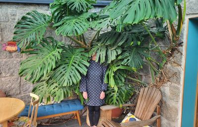 ‘The leaves fall off – but I think that’s normal’: the houseplants you just can’t kill