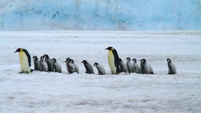 U.S. imposes tariffs on uninhabited Antarctic Islands in latest trade move