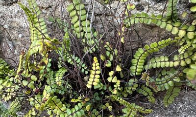 Country diary: They look like tiny green toenails. So why the name ‘maidenhair’ spleenwort?