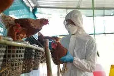 India reports first H5N1 death since 2021: 2-year-old girl dies in Andhra Pradesh