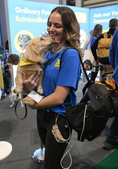 Judges urged to stop 'untrained' emotional support animals from disrupting court hearings