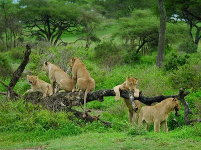 IUCN Green Status assessment: Lion population declining in Africa and India