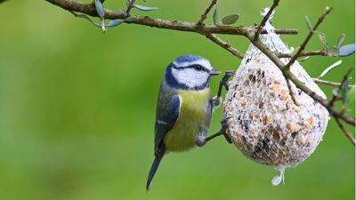 Avian experts urge gardeners to add a potato to their bird feeders this spring, with one important warning