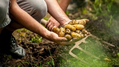How to fertilize potatoes – experts reveal the secrets to strong crops and big yields