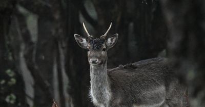 BrewDog built a fence to keep deer out. Instead, it trapped them inside