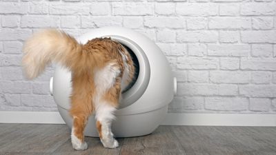 How do self-cleaning litter boxes work? Plus, the pros and cons, according to our vet