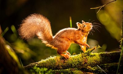 Country diary: On it flows, this lick of flame through the forest