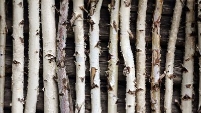 10 best trees with unusual bark for year-round interest – don't let bright blossoms and colorful foliage take all the glory in your yard
