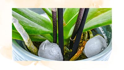 Is the controversial orchid ice cube watering trick genius or problematic? Plant experts settle the debate