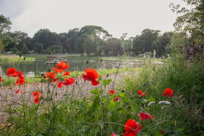 Beckenham Place Park evacuated as boy, 16, goes missing after swimming in lake