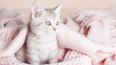 100+ female cat names
