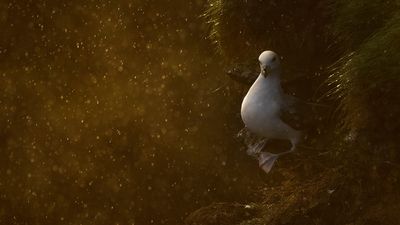 The Scottish Nature Photography Awards announces winners