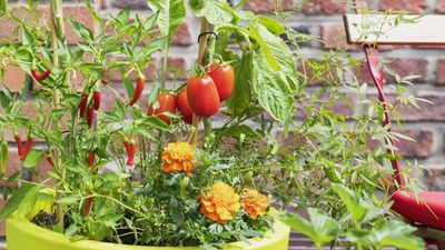 Want the best homegrown tomatoes ever? Plant them with marigolds, says our grow-your-own expert, and discover why these two are a dream combination