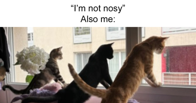 20 Hilarious Pets Caught Being Nosy By These Creators In The Latest TikTok Trend