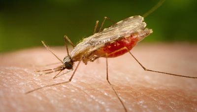 Drug makes blood toxic to malaria-spreading mosquitoes