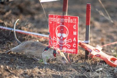 Ronin the rat breaks world record in Cambodia by detecting more than 100 landmines