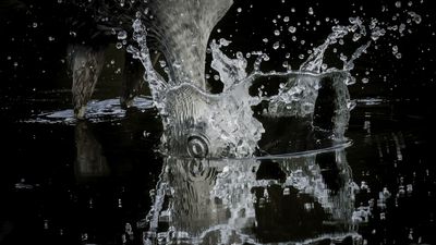 This wildlife photographer shoots award-winning images with an APS-C camera