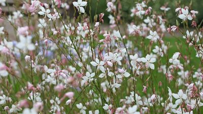 How to grow gaura – and boost your yard with glorious, dancing beeblossom