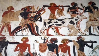 4,000-year-old burial of elite woman with ostrich fan reveals world's oldest known evidence of head straps